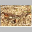 Chorthippus biguttulus - Nachtigall-Grashuepfer 01.jpg